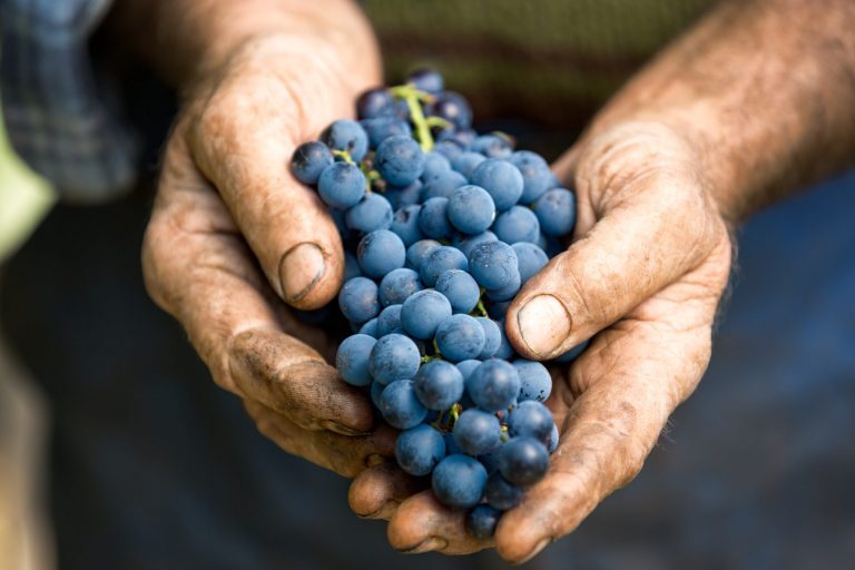 Le vin biologique